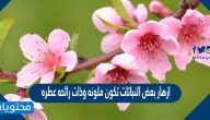 ازهار بعض النباتات تكون ملونه وذات رائحه عطره