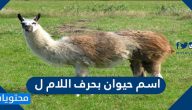 اسم حيوان بحرف اللام ل