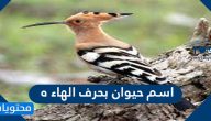 اسم حيوان بحرف الهاء ه