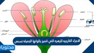 الاجزاء الخارجيه للزهره التي تتميز بالوانها الجميله تسمى