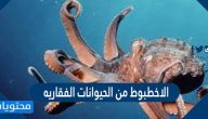 الاخطبوط من الحيوانات الفقاريه