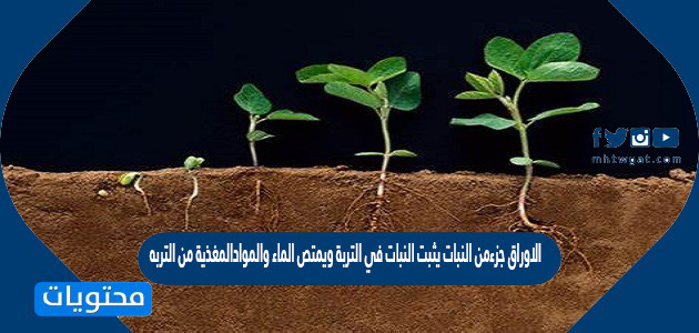 الاوراق جزءمن النبات يثبت النبات في التربة ويمتص الماء والموادالمغذية من التربه
