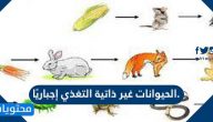 الحيوانات غير ذاتية التغذي إجباريًا