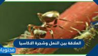 العلاقة بين النمل وشجرة الاكاسيا
