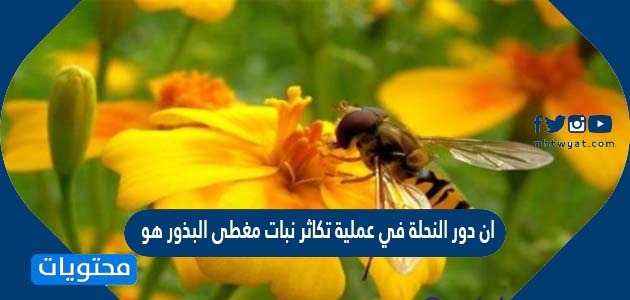 دور النحلة في عملية تكاثر نبات مغطى البذور هو