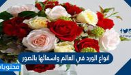 انواع الورد في العالم واسمائها بالصور
