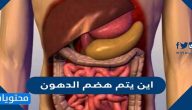 اين يتم هضم الدهون