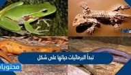 تبدأ البرمائيات حياتها على شكل