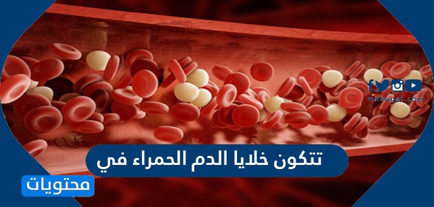 تتكون خلايا الدم الحمراء في