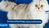 تزوج قط لون شعره أسود غير نقي الجينات Bb وقطة شعرها أشقر نقية الجينات bb فإن نسبة احتمال ولادة قط شعره أسود