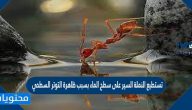 تستطيع النملة السير على سطح الماء بسبب ظاهرة التوتر السطحي