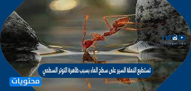 تستطيع النملة السير على سطح الماء بسبب ظاهرة التوتر السطحي