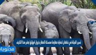 تسير الفيلة في قطعان لحماية صغارها ممسكة الصغار بذيول امهاتها يعتبر هذا التكيف
