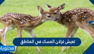 تعيش غزلان المسك في المناطق