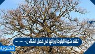 تفقد شجرة البلوط أوراقها في فصل الشتاء ل……………