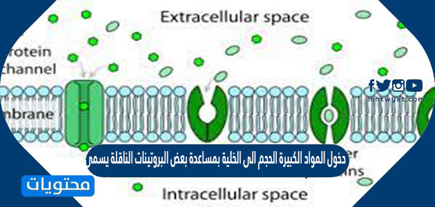 دخول المواد الكبيرة الحجم الى الخلية بمساعدة بعض البروتينات الناقلة يسمى هذا النوع