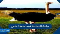 رقبة النعامة تساعدها على