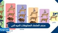 صنف العلماء المخلوقات الحيه الى
