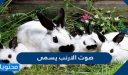 صوت الارنب يسمى