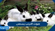 صوت الارنب يسمى