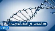 عدد السلاسل في الحمض النووي dna