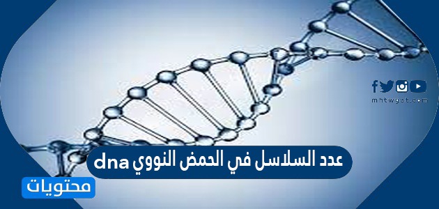 عدد السلاسل في الحمض النووي dna