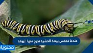 عندما تفقس بيضة الحشرة تخرج منها اليرقة