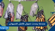 عندما يحدث تحول كامل للحيوان