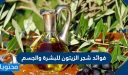 فوائد شجر الزيتون للبشرة والجسم