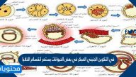 في التكوين الجنيني المبكر في بعض الحيوانات يستمر انقسام الخلايا