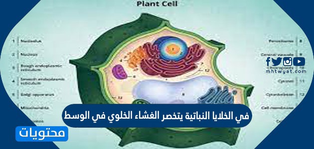 تتميز الخليه النباتيه عن الخليه الحيوانيه بوجود الجدار الخلوي والبلاستيدات الخضراء