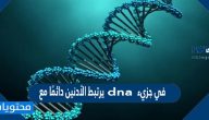 في جزيء dna يرتبط الأدنين دائمًا مع