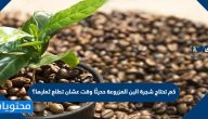كم تحتاج شجرة البن المزروعة حديثًا وقت عشان تطلع ثمارها؟