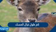 كم طول غزال المسك
