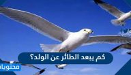 كم يبعد الطائر عن الولد؟