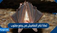 لماذا تنام الخفافيش فى وضع مقلوب