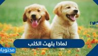 لماذا يلهث الكلب