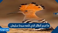 ما اسم الطائر الذي كلمه سيدنا سليمان