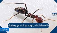ما المصطلح المناسب لوصف دور النمله في جمع الغذاء
