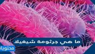 ما هي جرثومة شيغيلا وطرق انتشارها والاصابة بها