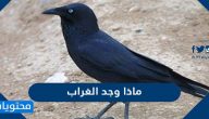 ماذا وجد الغراب