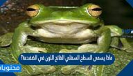 ماذا يسمى السطح السفلي الفاتح اللون في الضفدعة؟