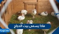 ماذا يسمى بيت الدجاج