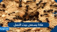 ماذا يسمى بيت النمل كلمة سر من 4 حروف