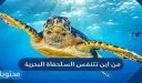 من اين تتنفس السلحفاة البحرية