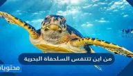 من اين تتنفس السلحفاة البحرية