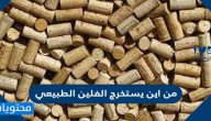 من اين يستخرج الفلين الطبيعي