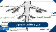 من وظائف الجذور