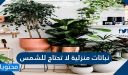 نباتات منزلية لا تحتاج للشمس