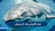 هل القرش يلد ام يبيض